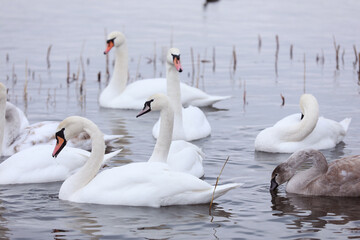 Obraz premium White swan flock in spring water. Swans in water. White swans. Beautiful white swans floating on the water. swans in search of food. selective focus