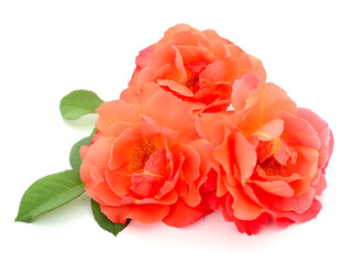 Beautiful orange roses.