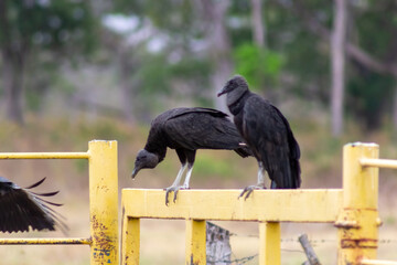 vulture on the ground