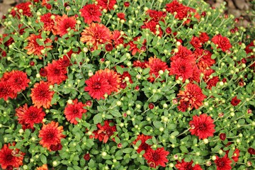 Beautiful bright red Chrysanthemum flowers grow in abundance in the garden area