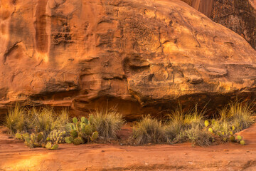 USA, Utah, Grand Staircase-Escalante National Monument. Rock formation and cacti.