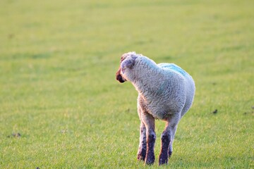Schaf allein auf der Wiese