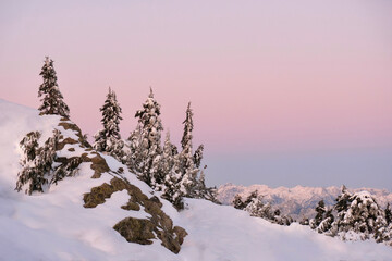 Delicate pink sunset over snowy rocks and trees. Cypress Mountain. Vancouver. British Columbia. Canada 