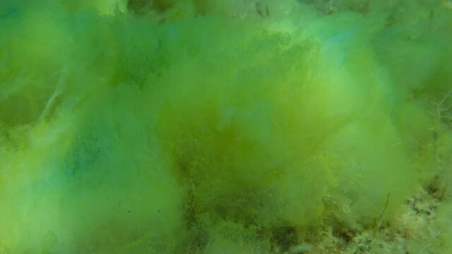 Close up of seabed covered with Filamentous algae (Acinetospora crinita). Natural background Green alga. (4K - 60 fps) Adriatic Sea, Montenegro, Europe
