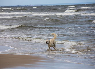 Golden retriever plays in the water on the beach