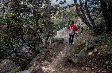 Obraz premium Hiker woman with trekking sticks on mountain trail in the forest.