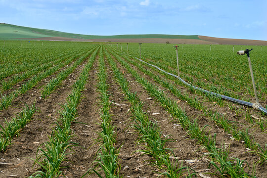Campo cultivado con aspersores y tuber&iacute;as.