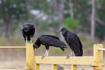 vulture on the ground