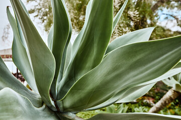 Obraz premium Close-up of the agave plant in nature. An evergreen plant. A healthy plant.