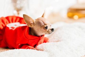Chihuahua in New Year's interior. Small dog lies on tabletop. Around Christmas toys, decorations.