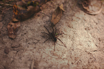 Spider on the Ground