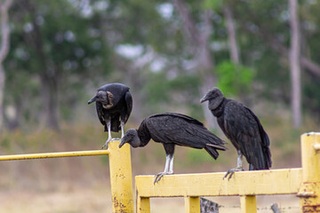 vulture on the ground