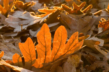 Fallen leaves under the sunrise light