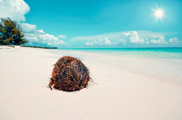 beach with trees