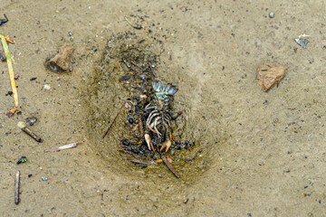 Dead river crayfish on sand