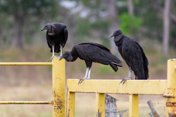 vulture on the ground