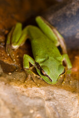 Green frog