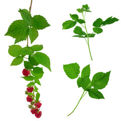 Set: raspberry branches with ripe berries and leaves. Isolated. Red raspberries and green leaves. Bush with berries.