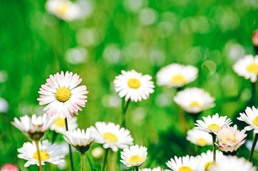 Obraz na płótnie Canvas daisies on grass