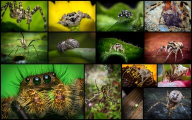 Macro Arachnid Spider Collage