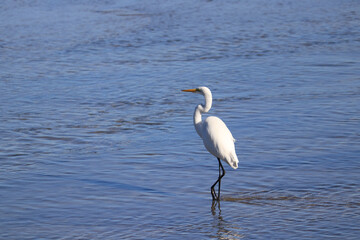 great blue heron