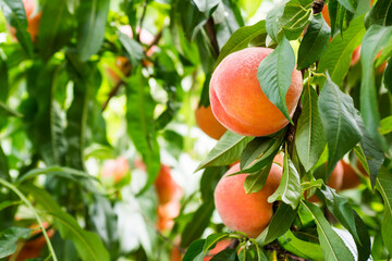 Peaches. Ripe sweet peach fruits grow on a peach tree branch in the garden