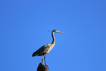 great heron