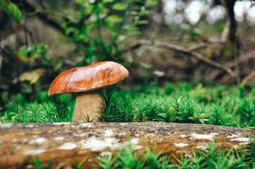 mushroom in the forest