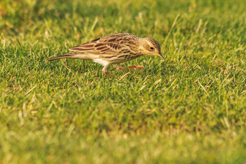 little gray bird looks at the grass with interest
