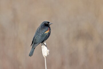 Redwinged blackbird on a cattail.