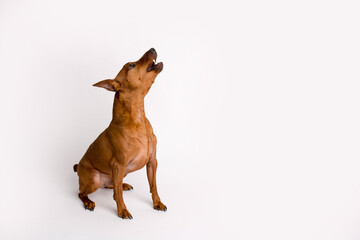 Miniature brown pinscher on a white background. Emotions of a dog.