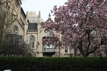 Obraz premium Cherry blossom trees blooming in the city streets at the beginning of Spring.