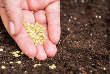 Womans hand holds seeds of bell pepper ready for sowing in container for seedlings with soil at...