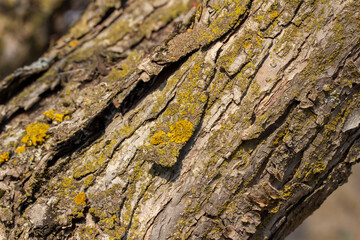 Macro abstract texture background of moss and lichen growing on mature crabapple tree bark in springtime
