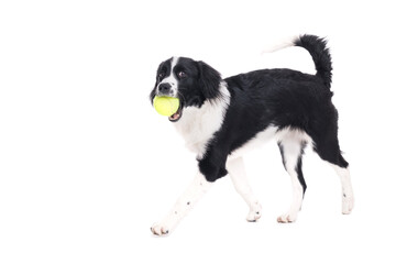Cute young border collie holding ball isolated on white background