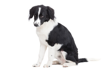 Cute young border collie isolated on white background