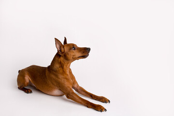 Miniature brown pinscher on a white background. Emotions of a dog.