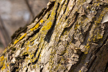 Macro abstract texture background of moss and lichen growing on mature crabapple tree bark in springtime