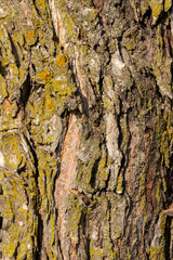 Macro abstract texture background of moss and lichen growing on mature crabapple tree bark in springtime