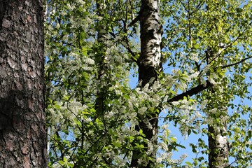 Fototapeta premium Prunus padus trees bloomed with many small white flowers on warm spring days