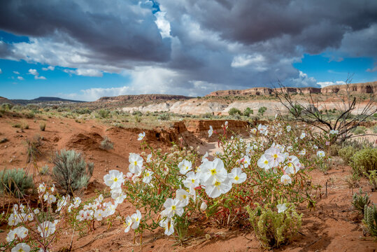 Evening Primrose in Grand Staircase Escalante National Monument. 