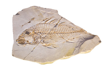 Limestone with the imprint of a fish with a sail (light. Sparus brusinai) is isolated on a white background. Paleontology fossil animals.