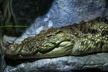 Crocodiles