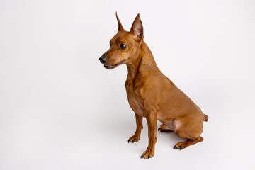 Miniature brown pinscher on a white background. Emotions of a dog.