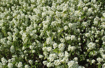 Prunus padus trees bloomed with many small white flowers on warm spring days