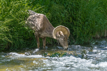 Big horn ram drinking from Jones Hole Creek, Dinosaur National Monument, Utah, USA.