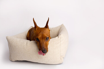 Miniature brown pinscher on a white background. Emotions of a dog. Bed house for a dog.
