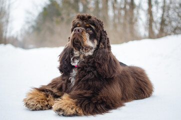 Cute playful brown dog american cocker spaniel in winter forest or park. Cute chocolate tricolor...
