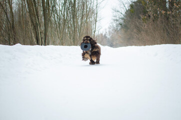 Cute playful brown dog american cocker spaniel in winter forest or park. Cute chocolate tricolor puppy in snow