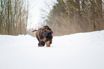 Cute playful brown dog american cocker spaniel in winter forest or park. Cute chocolate tricolor puppy in snow